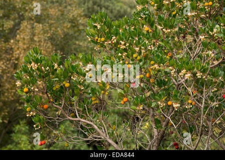 Corbezzolo (Arbutus unedo sia in fiore e frutto, l'autunno. Foto Stock
