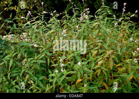 Il coriandolo vietnamita, Persicaria odorata nella coltivazione. Le erbe utilizzate nella cucina vietnamita. Foto Stock