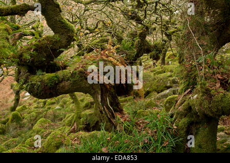 Autunno in Wistman il legno NNR, Dartmoor. Antica nodose Comune di muschio bosco di querce a circa 400m. Devon. Foto Stock
