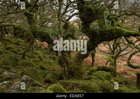 Autunno in Wistman il legno NNR, Dartmoor. Antica nodose Comune di muschio bosco di querce a circa 400m. Devon. Foto Stock