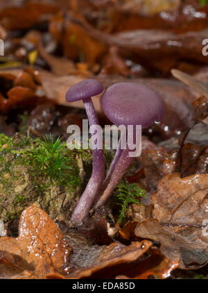 Intrico di ametista Deceiver, Laccaria amethystina nei boschi ombrosi, Wilts. Foto Stock