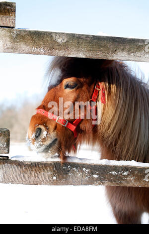 Colpo alla testa di un bel Pony cavallo in una bella giornata di sole in inverno. Pony guardando fuori del recinto di inverno Foto Stock