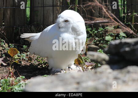 Civetta delle nevi (Bubo scandiacus) sul terreno in prossimità di una bussola e una recinzione Foto Stock