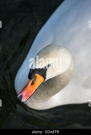 Ritratto di un elegante Swan Foto Stock