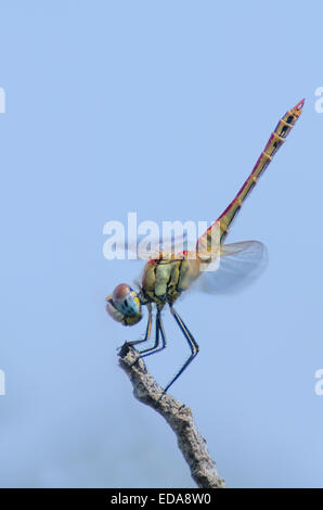 Appoggio l'imperatore libellula (Anax imperator) sul ramo Foto Stock