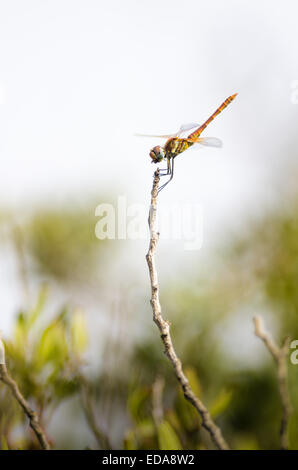 Appoggio l'imperatore libellula (Anax imperator) sul ramo Foto Stock