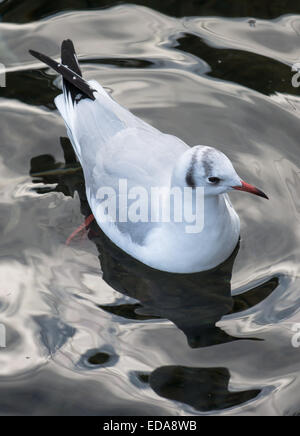 Gabbiano galleggiante su acqua calma Foto Stock