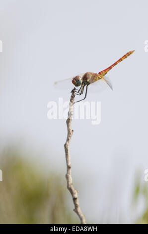 Appoggio l'imperatore libellula (Anax imperator) sul ramo Foto Stock