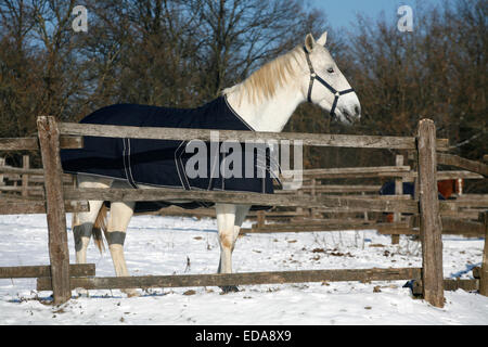 Thoroughbred Saddle Horse guardando oltre il recinto del corral Foto Stock