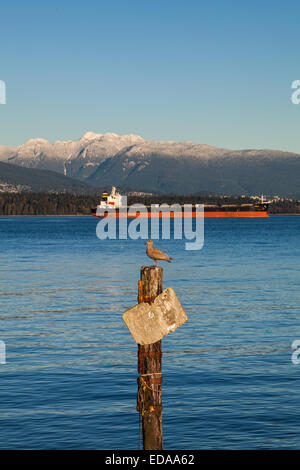 Seagull arroccato su di un impilamento in English Bay, Vancouver, con un cargo in background Foto Stock