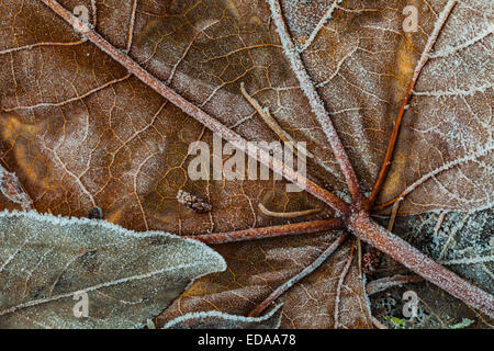 La parte inferiore di un decadimento Foglia di acero con gelo Foto Stock