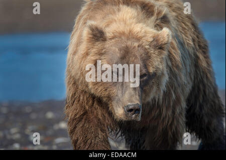 Primo piano della grande orso bruno camminare nella fotocamera presso il Parco Nazionale del Lago Clark in Alaska Foto Stock