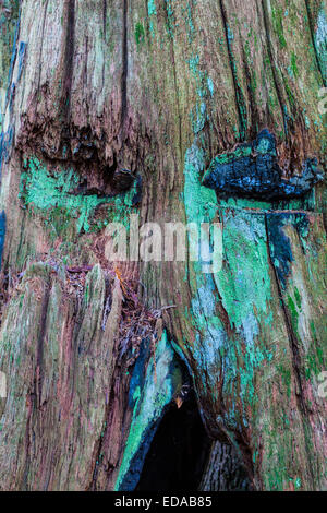 Decadendo moncone di un albero di cedro con tacche di springboard dalle prime tecniche di registrazione Foto Stock