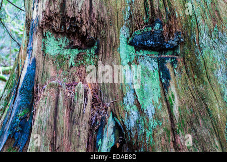 Decadendo moncone di un albero di cedro con tacche di springboard dalle prime tecniche di registrazione Foto Stock