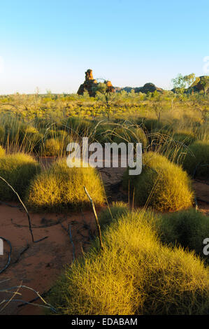 Mazzetto di erba (Triodia) la catena dei Bungle Bungles (Purnunulu), Australia occidentale Foto Stock