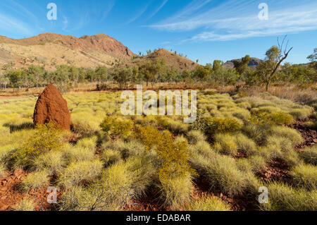 Mazzetto di erba (Triodia) e termite mound - La catena dei Bungle Bungles (Purmululu), Australia occidentale Foto Stock