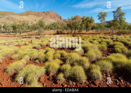 Mazzetto di erba (Triodia) la catena dei Bungle Bungles (Purmululu), Australia occidentale Foto Stock