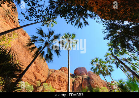 Livistonia australia, la catena dei Bungle Bungles (Purmululu), Australia occidentale Foto Stock