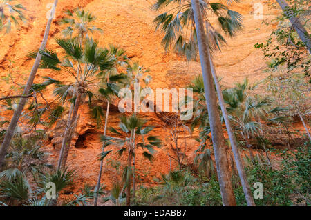 Livistonia australia, la catena dei Bungle Bungles (Purmululu), Australia occidentale Foto Stock