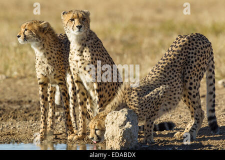 Tre ghepardi bevendo un waterhole nel Kgalagadi transfrontaliera parco nazionale in Sud Africa. Foto Stock