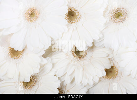 Daisy bianca Gerbera bouquet sfondo Foto Stock