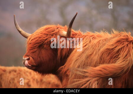 Highland mucca in piedi con la lingua di fuori. Foto Stock