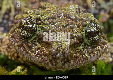 Rana di muschio, Vietnamita Mossy rana o Tonkin bug-eyed Frog (Theloderma corticale), captive Foto Stock