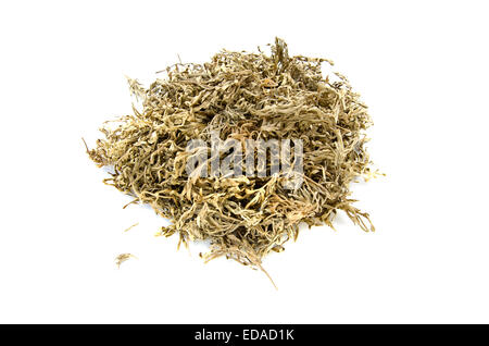 Asciugare essiccato sagebrush Assenzio Absinthe erbe mediche isolato su sfondo bianco Foto Stock