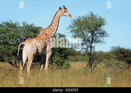 Una giraffa (Giraffa camelopardalis) in habitat naturale, Sud Africa Foto Stock