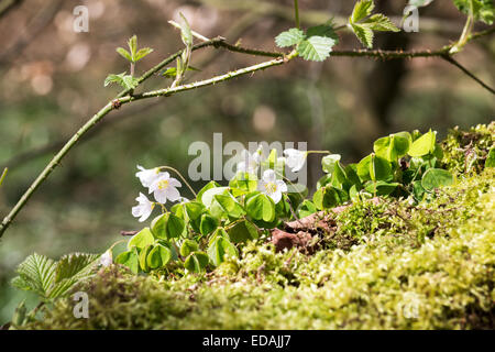 Wild Wood sorrell sul suolo della foresta Foto Stock