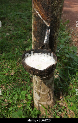 Hevea Brasiliensis, gomma albero, albero sharinga, benna raccolta di lattice, maschiatura, Koh Lanta Thailandia, Sud-est asiatico. Foto Stock