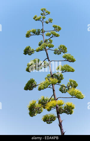 Alto picco di fioritura della pianta del secolo, Agave americana Foto Stock