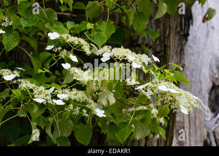 Lacecap bianco le teste dei fiori del self-aggrappati climbing hydrangea, Hydrangea anomala petiolaris var Foto Stock