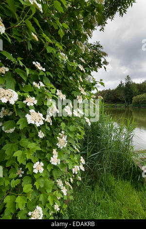 Lacecap fiori del Regno Unito viburno nativo di rose, Viburnum opulus, in una scenografia del lago Foto Stock