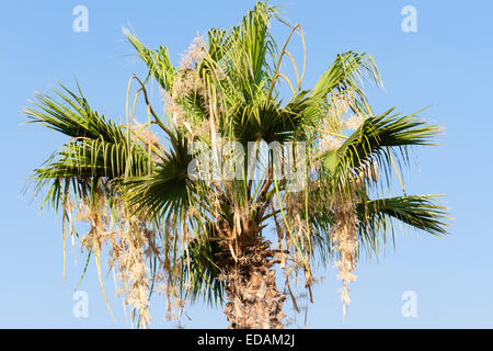 Desert Palm ventola e Washingtonia filifera, in fiore in un giardino di Cipro Foto Stock