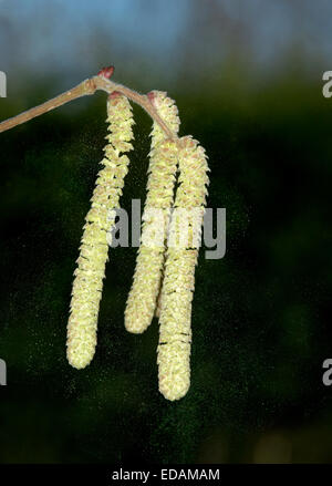 Nocciolo Corylus avellana Betulaceae - amenti di rilasciare il polline. Foto Stock