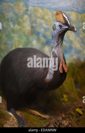 Esposizione della tassidermia della cassowaria meridionale (Casuarius casuarius) al Museo Zoologico di Bogor, Giava Occidentale, Indonesia. Foto Stock