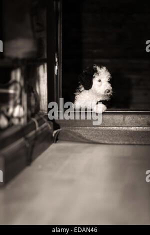 Acqua spagnolo cucciolo di cane andando al di fuori Foto Stock