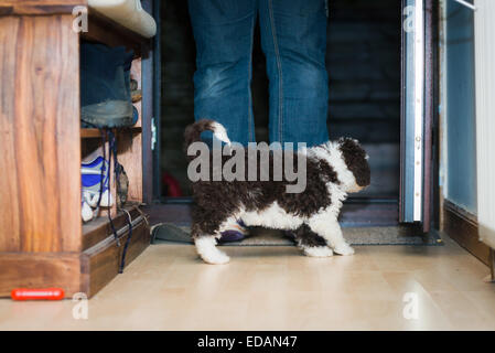 Acqua spagnolo cucciolo di cane andando al di fuori Foto Stock