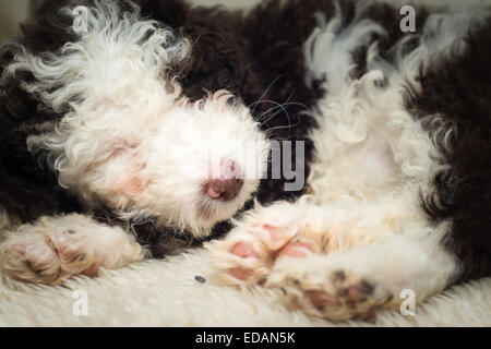 Acqua spagnolo cucciolo di cane dormire Foto Stock