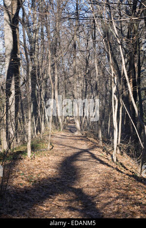 Un sentiero di bosco d'inverno. Foto Stock