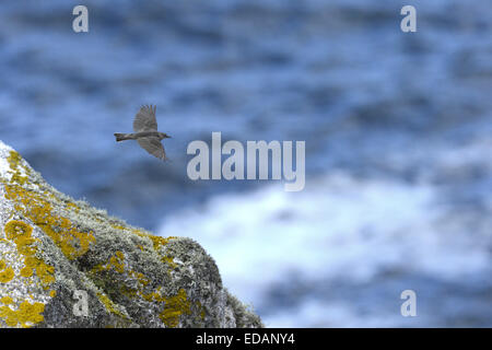 Rock - Pipit Anthus petrosus Foto Stock