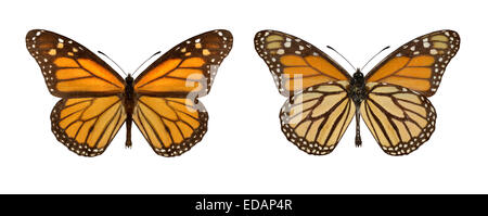 La Monarch - Danaus plexippus - maschio (a destra) - femmina (sinistra) Foto Stock