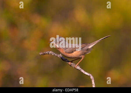 Western subalpini trillo - Sylvia cantillans Foto Stock