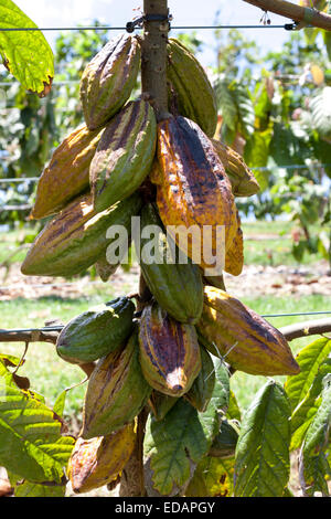 Mature le fave di cacao appeso a un albero Foto Stock