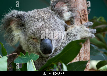 Il Koala dormire in eucalipto, Queensland, Australia Foto Stock