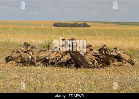 Eurasian avvoltoio nero - Aegypius monachus con Grifoni - Gyps fulvus Foto Stock