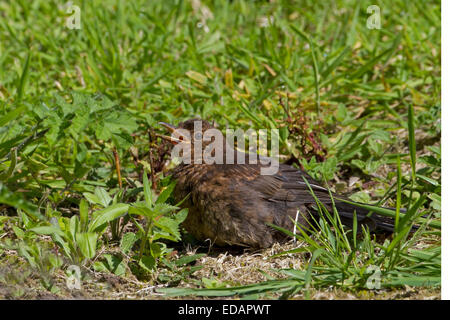 Merlo - Turdus merula - femmina. Foto Stock