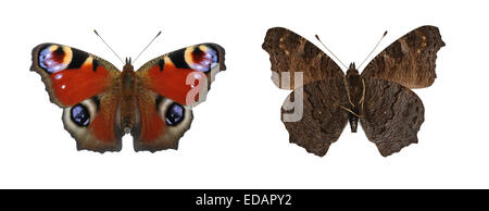 Peacock - Nymphalis io Foto Stock