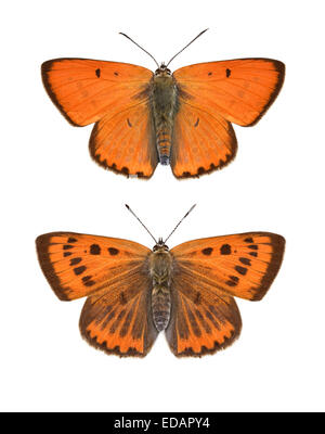 Rame di grandi dimensioni - Lycaena dispar - maschio (parte superiore) - femmina (fondo). Foto Stock